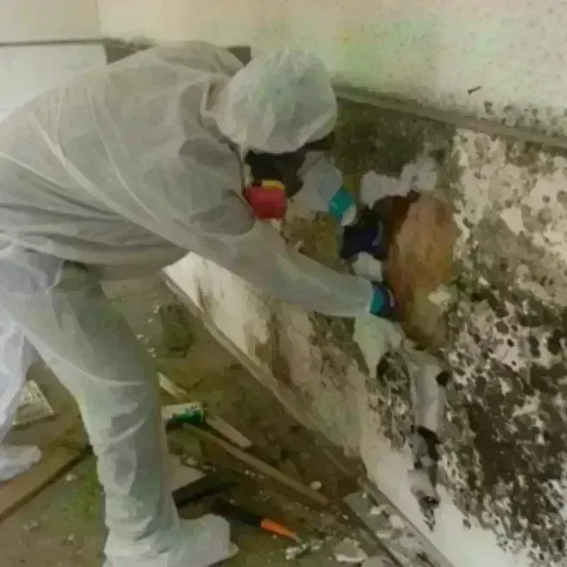 Mold Remediation and Removal in Claiborne County, TN